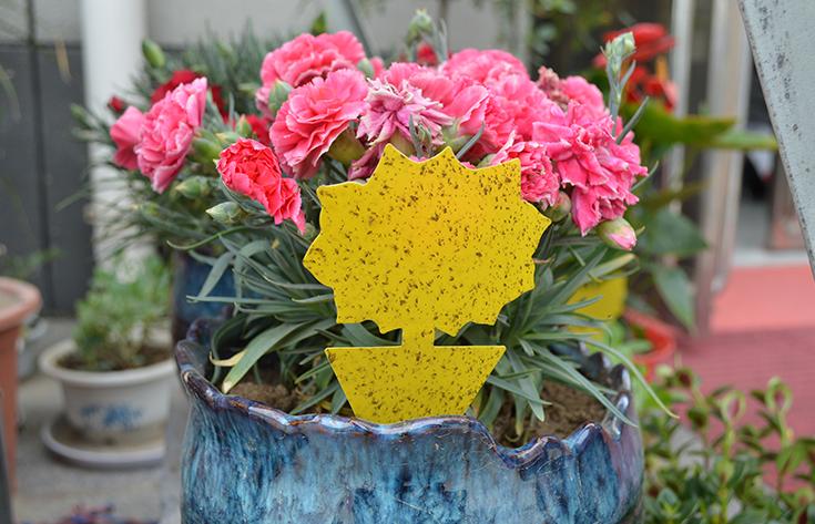 养花土的虫子怎么消灭最好,养花去除小虫子的妙招