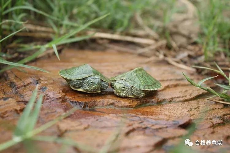 治龟病一克药粉是多少,治疗龟病一定要加温吗