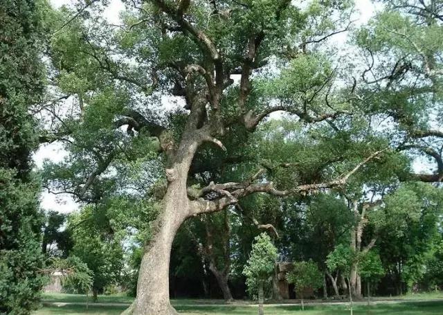 海南珍贵树木有哪些图片,海南花草树木名称大全