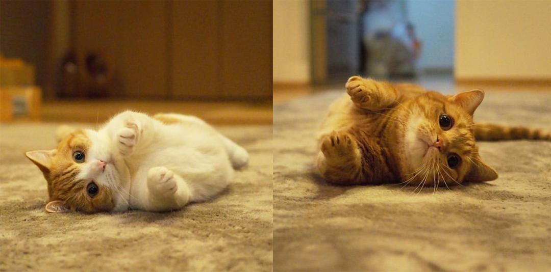 短腿兄妹,全网最火短腿猫