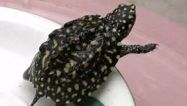 世界十大不寻常宠物,全球最稀有的宠物