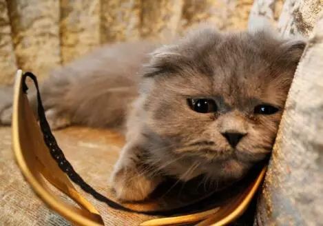 猫咪生病不爱喝水的妙招,生病后的猫咪不用控制食量可以吗