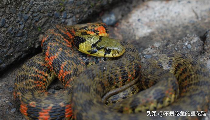 带你认识我国分布的劲槽蛇属蛇类，虎斑颈槽蛇遍布祖国大江南北