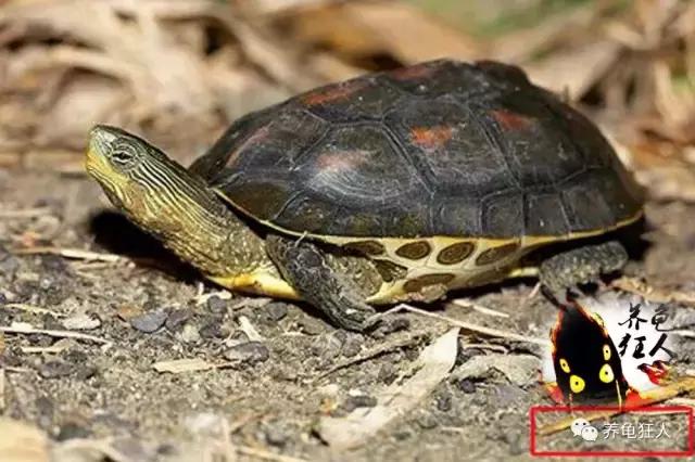 南石龟草龟花龟哪个体型大,草龟花龟珍珠龟哪个更好养