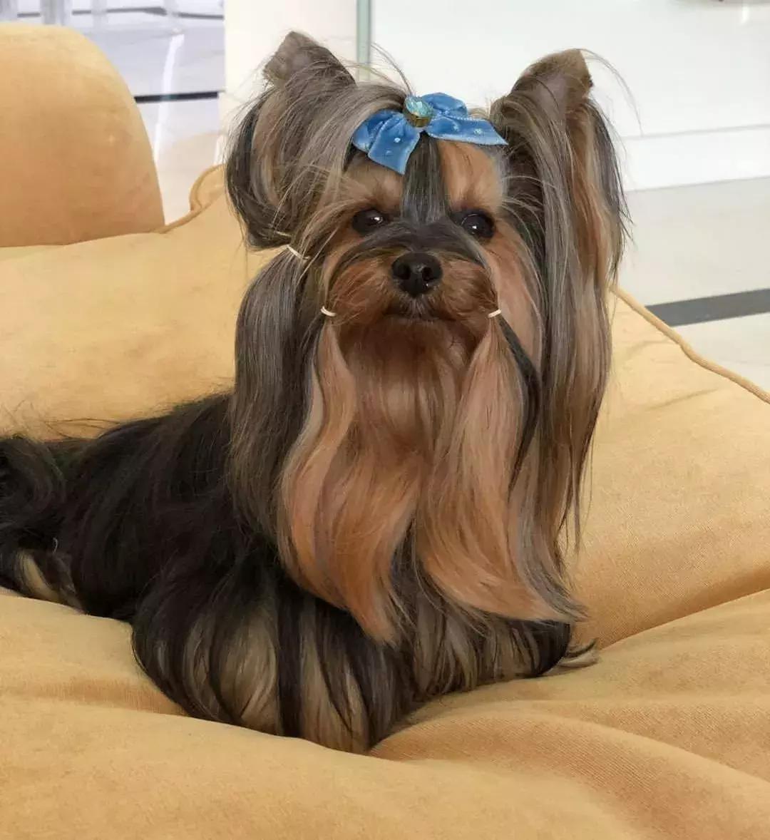 什么体型的约克夏好养,约克夏幼犬吃什么长得快