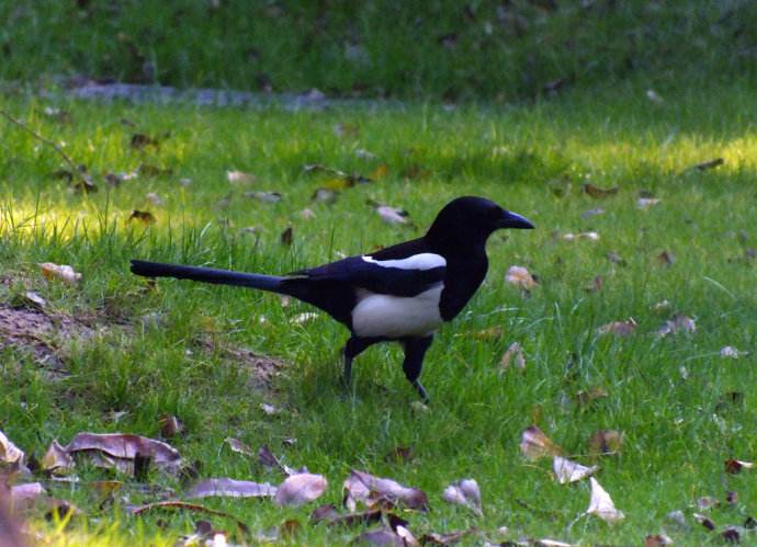 过去村民们都喜爱的喜鹊，为啥却被厌烦了？老农提出了解释