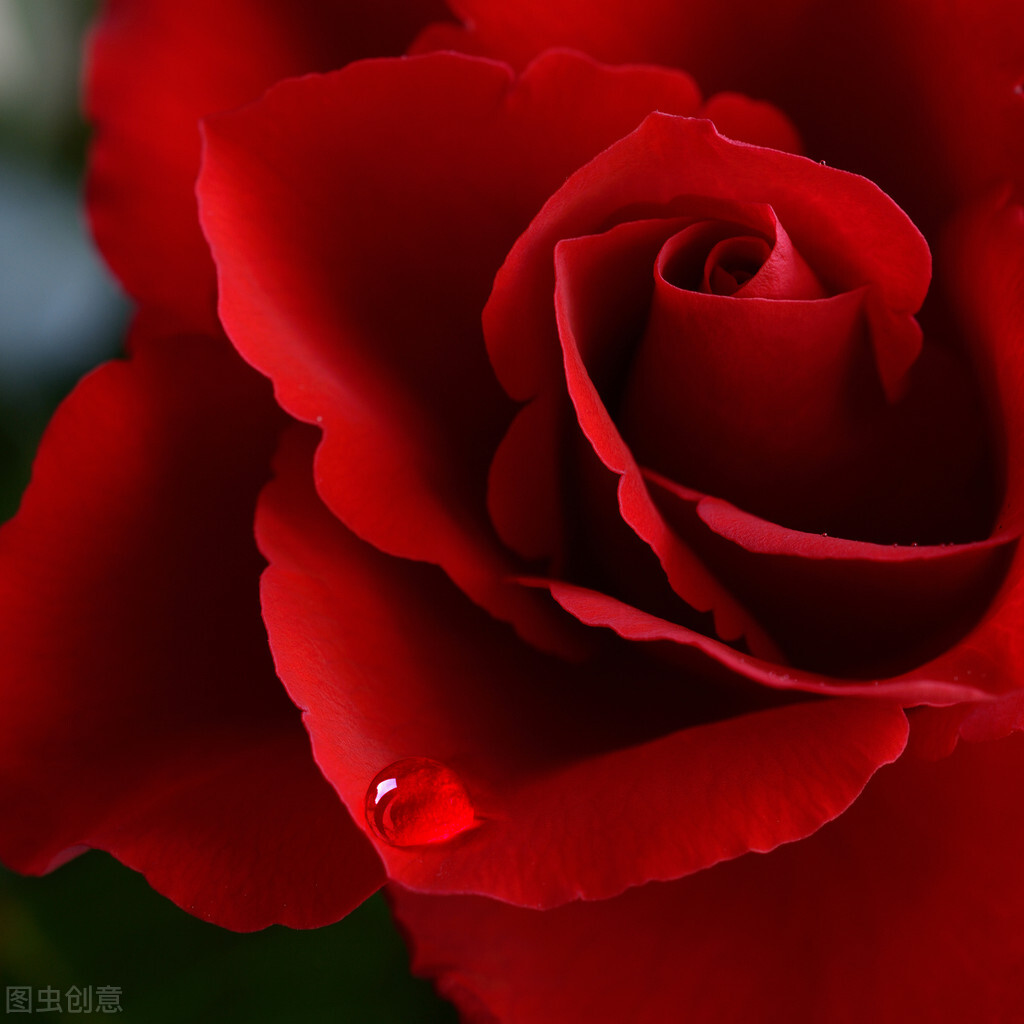 有只蚊子的故事,有一只蚊子的故事