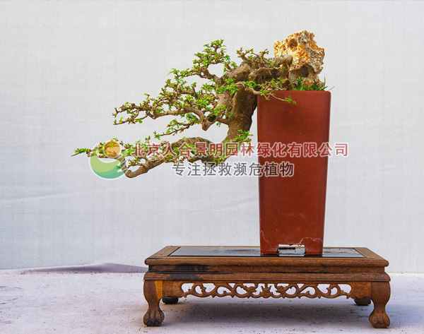 精品对节白蜡盆景价格,对节白蜡盆景老桩购买