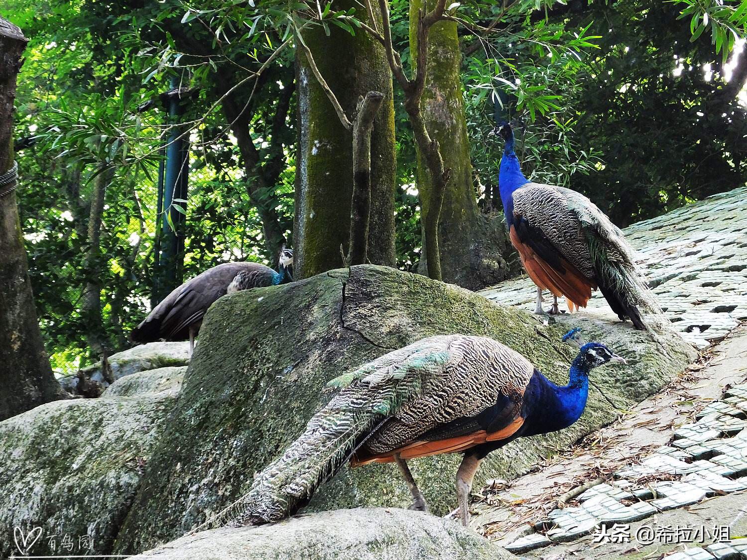 鼓浪屿最美打卡,鼓浪屿最美岛屿图片
