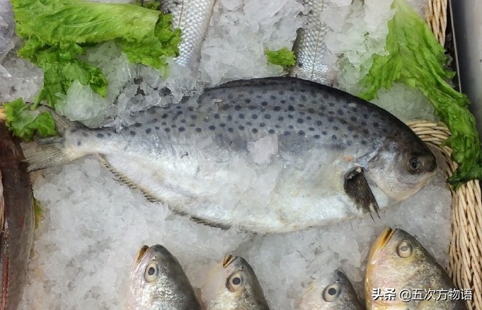 白鲳鱼青岛,青岛鲳鱼什么时间便宜