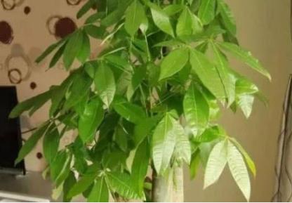 淘米水浇花杀菌问题,淘米的水浇花真的有好处