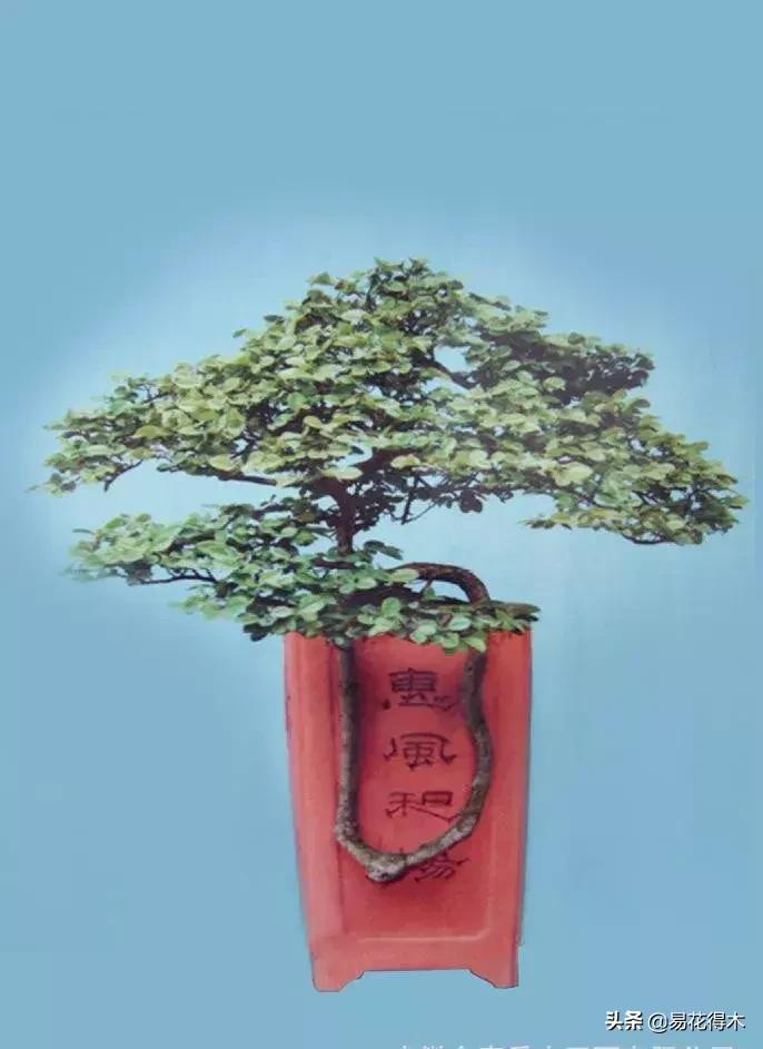 椤剁骇鐧借姳妾垫湪鐩嗘櫙,鐧借姳妾垫湪鐩嗘櫙鏋湪閫㈡槬