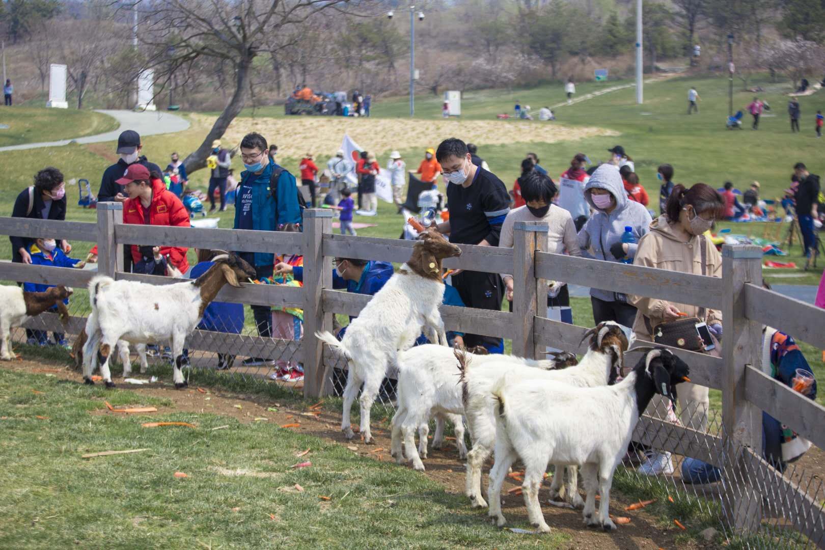 三寰牧场启动春耕节，别样活动促进后疫情时期文旅经济复苏。