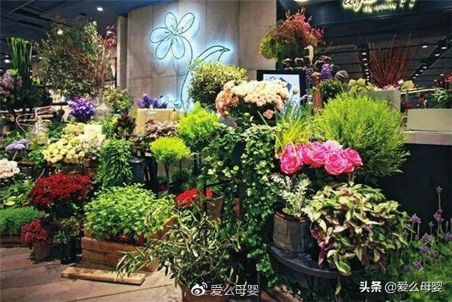 不容易怀孕的人适合养什么花,怀孕后家里适合养什么花