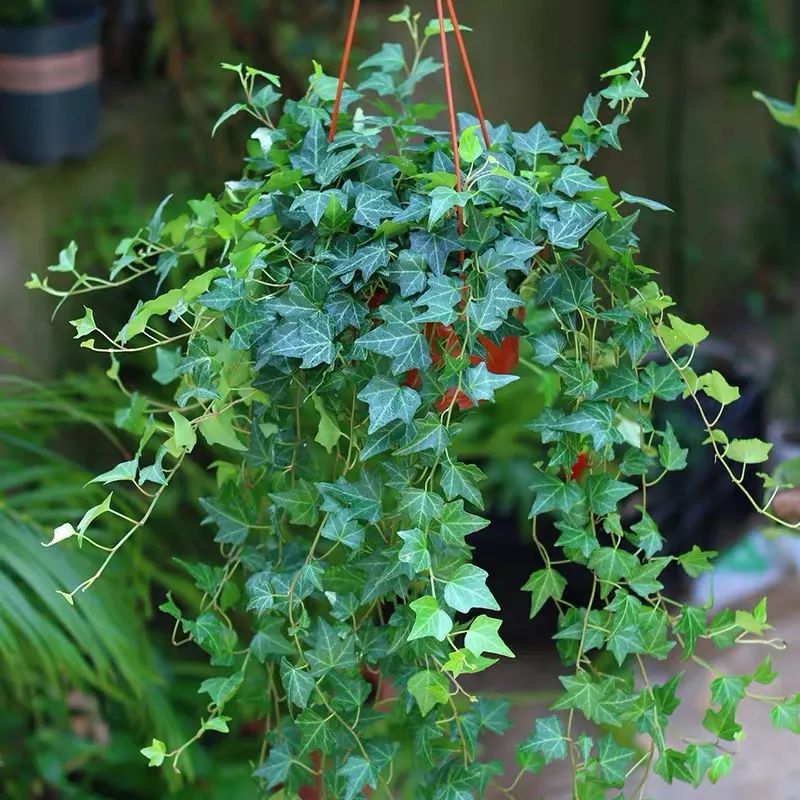 常春藤哪种适合盆栽好看,室内常春藤的养殖方法和注意事项