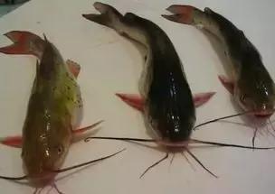 野钓鲶鱼技巧及方法,胡子鲶鱼钓法