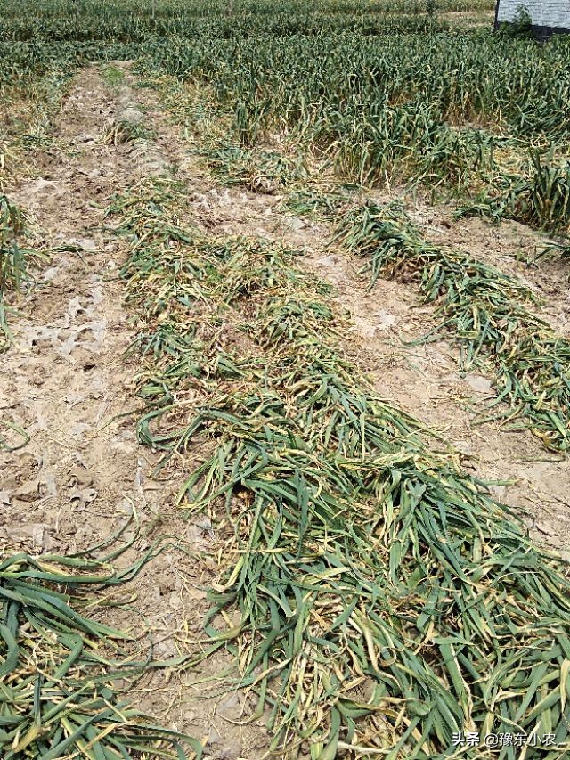 2019大蒜减产,2019年大蒜行情总结