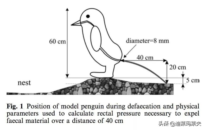 企鹅到底算不算鹅呢,企鹅是一群好的鹅吗