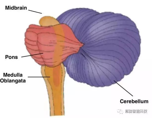 大脑工作原理,一张图看懂人类大脑工作原理