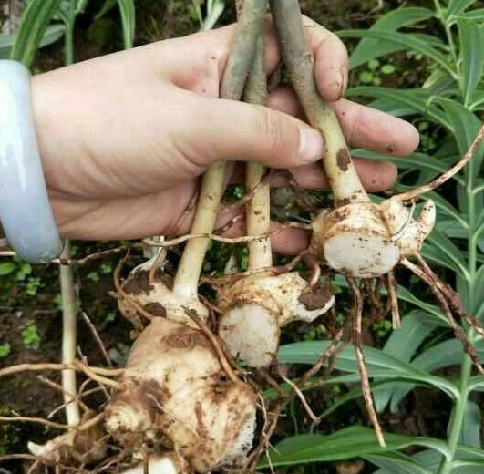 冬季怎样去山里挖鸡头参,农村山野里的鸡头参你认识它吗