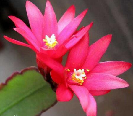 开花超美de仙人掌三千金：蟹爪兰、仙人指、假昙花，你能分清吗？