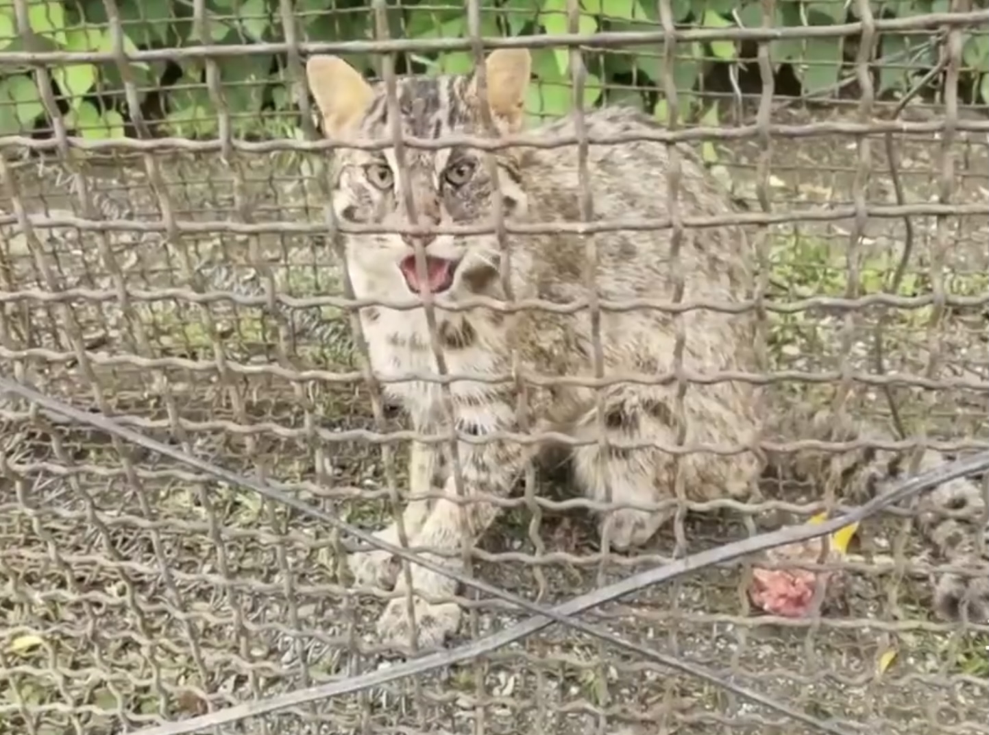 豹猫觅食咬死农户37只鸡,野生豹猫咬死家禽