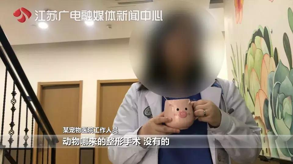 花一万元给猫割双眼皮,医生辟谣给猫割双眼皮