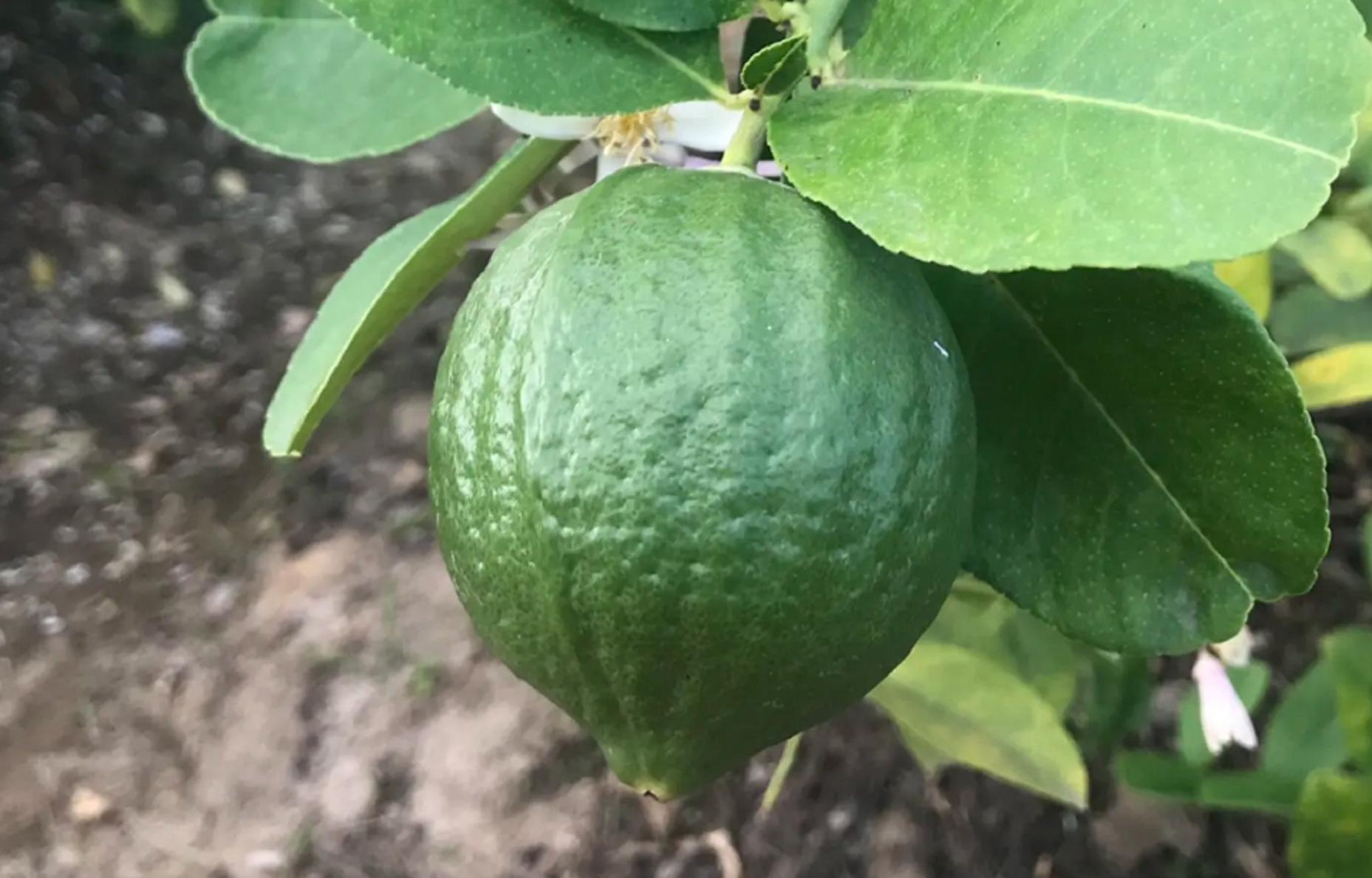 价格直逼猪肉，广东柠檬成“精”了，我是你泡不起的柠檬