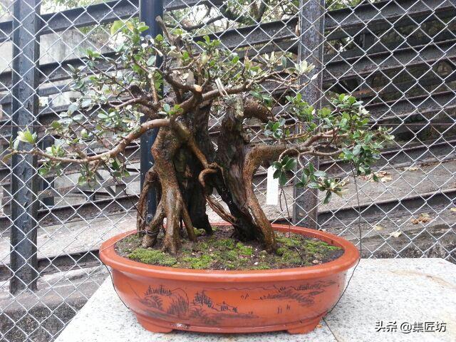 中华蚊母树桩盆景怎么养,盆景中华小叶蚊母怎样养护