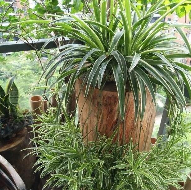 吊兰,是喜阴还是向阳,很多人弄错了,难怪总爱黄叶