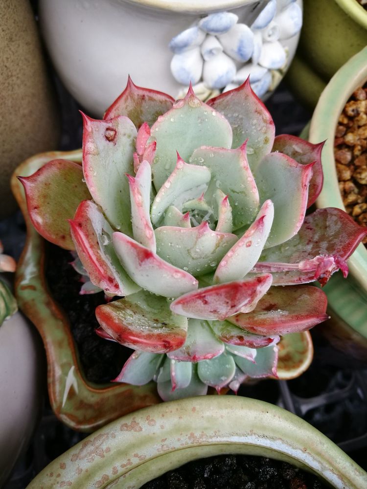 误打误撞的多肉情缘,带我走进多肉小世界!