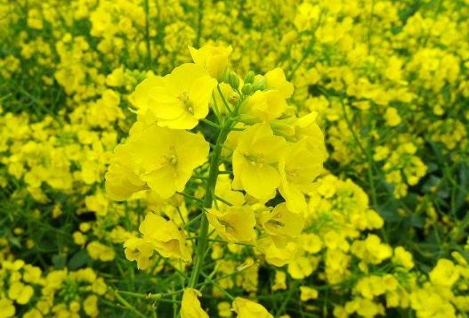 春季过敏脸上出小疙瘩,春季过敏的最佳解决方法