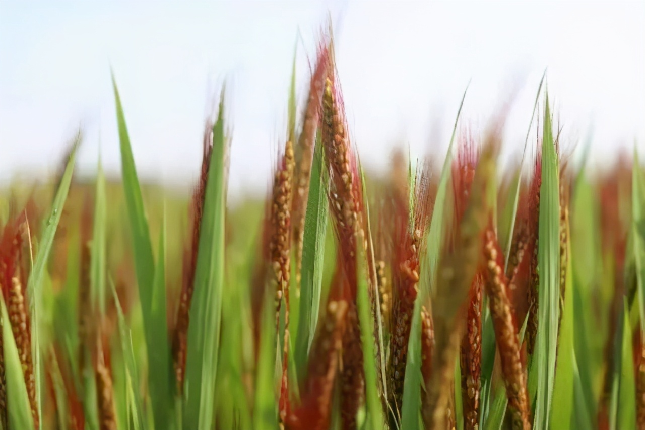 稻田玩出新花样,农田玩出新花样
