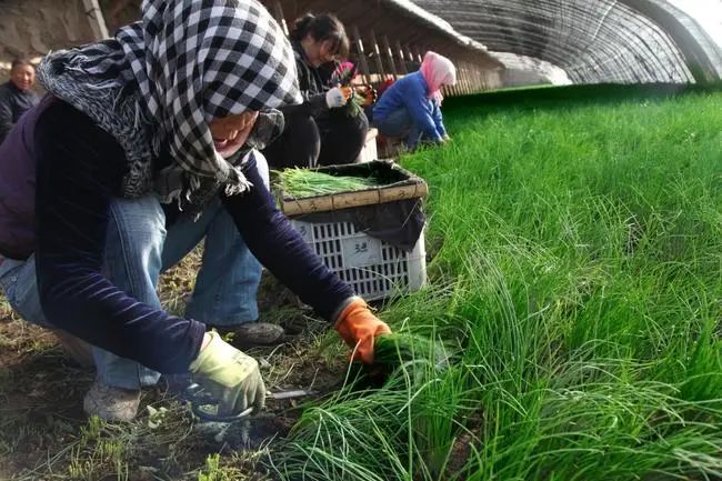 昨天剁手买的50元一斤的沙葱，为什么有股韭菜味