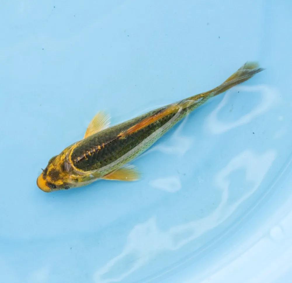 锦鲤充血病的防治方法,锦鲤充血怎么处理