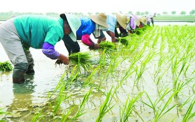 水稻能不能用井水灌溉,井水灌溉水稻的好处