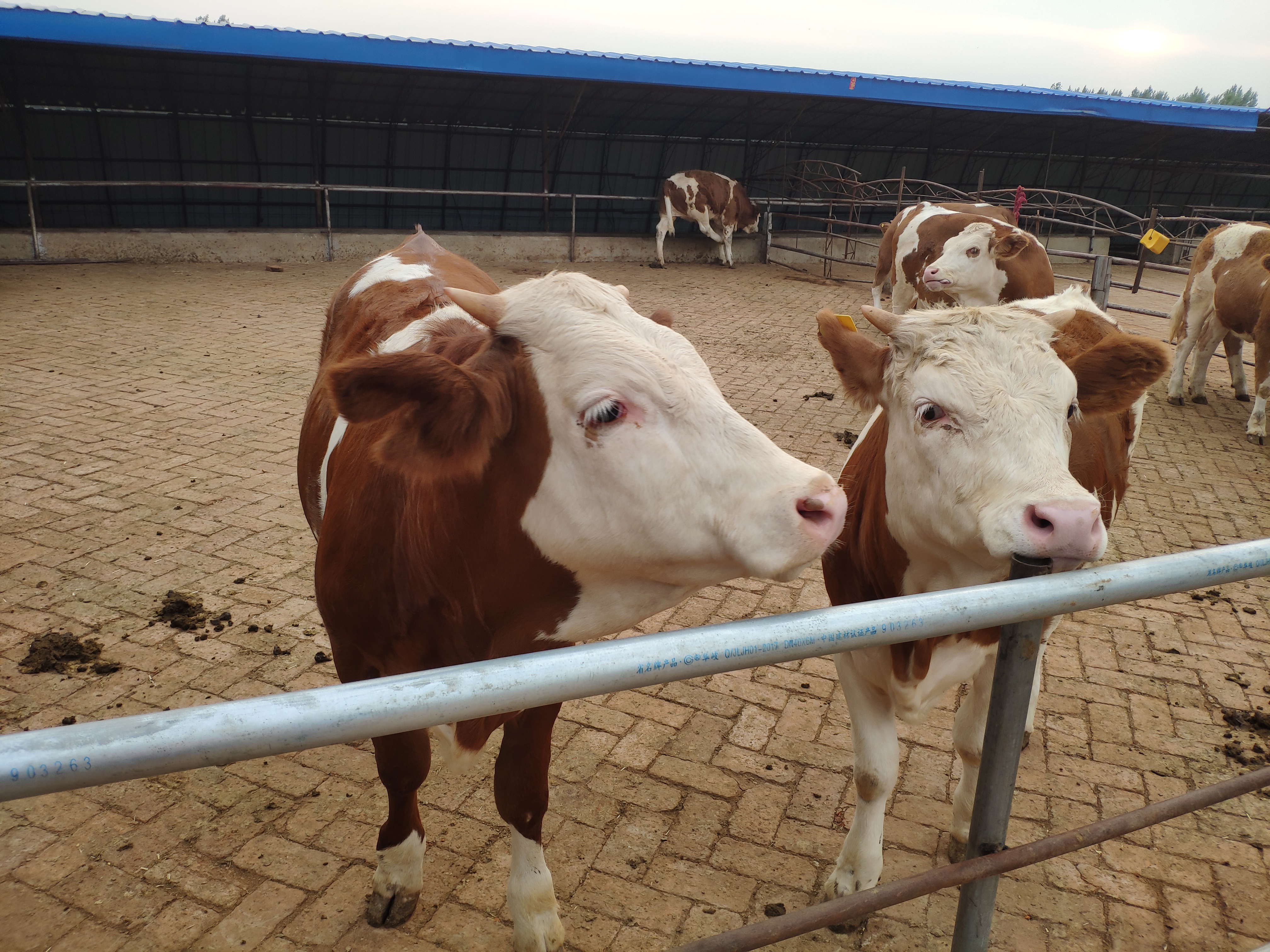 养牛合作社的运作方法,养牛合作社怎么弄