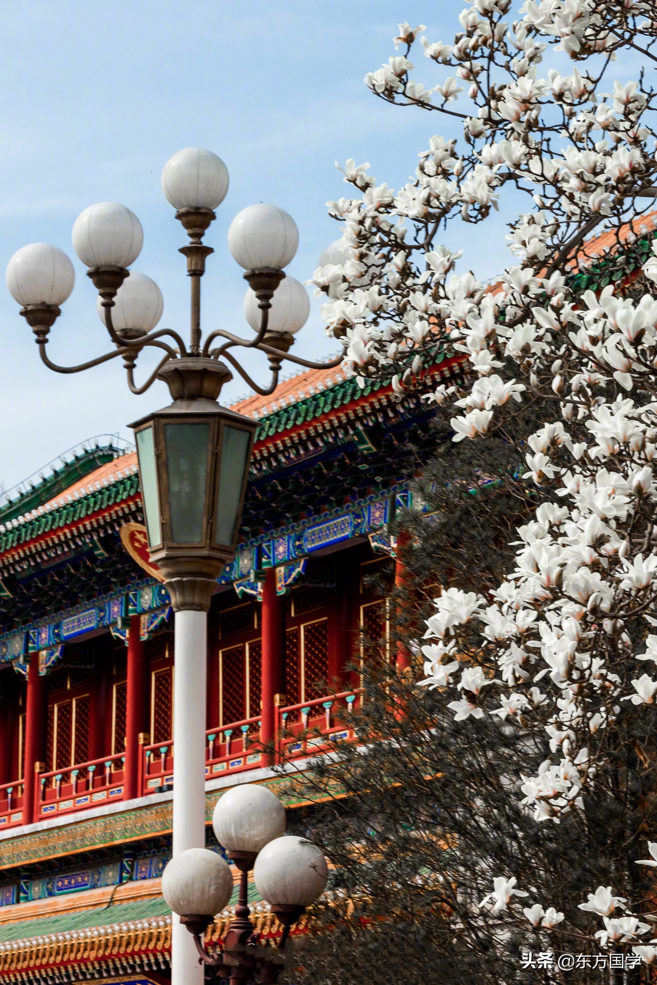 @所有人，周末一起赏玉兰，五处北京玉兰美景