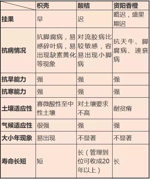 金秋砂糖桔砧木用什么好,香橙和枳壳砧木嫁接沃柑哪个更好