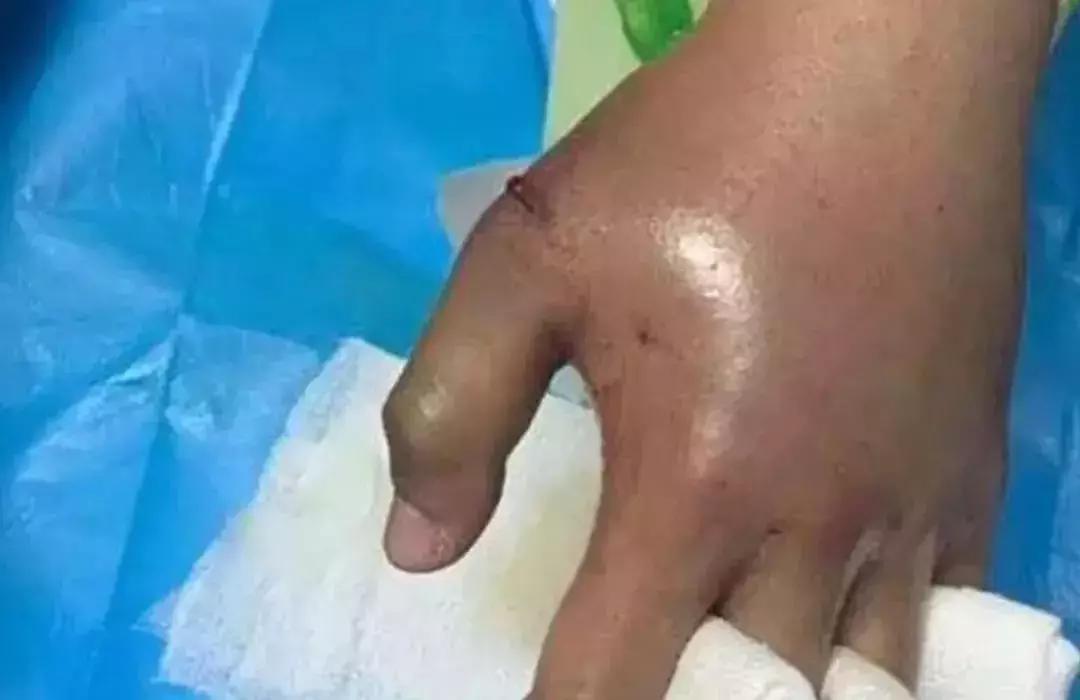 网上买宠物狗犯法吗,在网上购宠物有被骗的经历吗