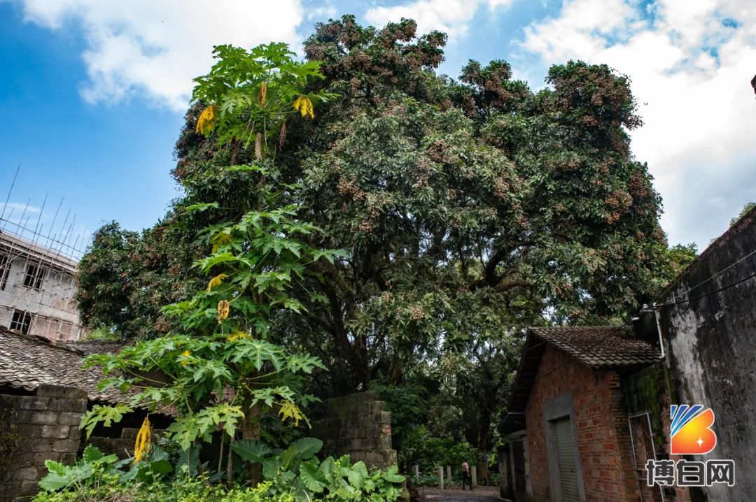 活久见！快成精了？博白发现明朝古树，至今600多年