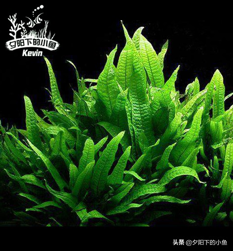 种水草需要水草泥还是水草沙,什么水草不需要水草泥或者沙