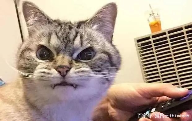 猫咪脾气暴躁爱母鸡蹲,猫咪脾气暴躁爱抓人