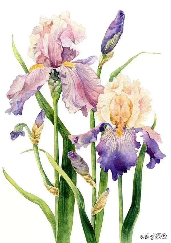 花卉钢笔画临摹简单100图,100份白描花卉的临摹素材