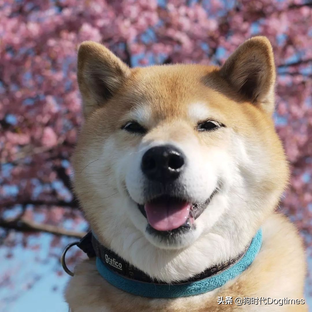 春暖花开带你去流浪,春暖花开带着狗狗去踏青