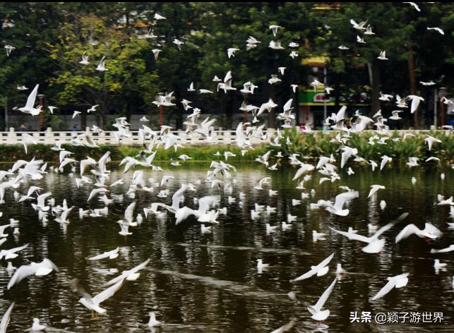 一生必须有一次彩云之南的旅游,云之南旅游攻略