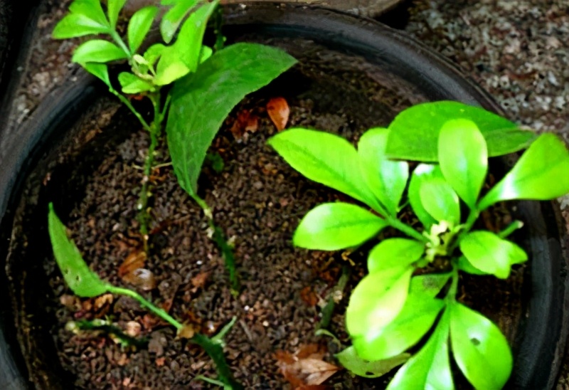 米兰花冬天怎么修剪,米兰花冬天扦插繁殖