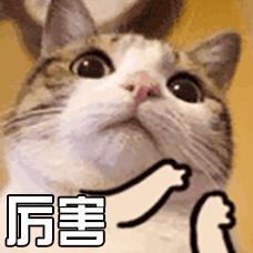 口红大牌正品阿玛尼500以上,兰蔻雅诗兰黛阿玛尼口红哪个好