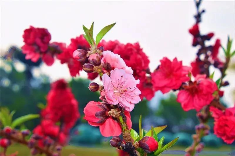 阳春三月踏青吟,阳春三月诗和风景