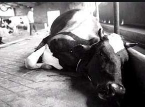 牛吃草中毒死亡,牛吃草突然死亡